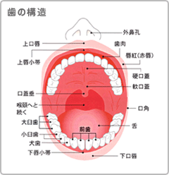 歯の構造